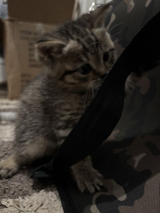 Продам котенка вислоухого