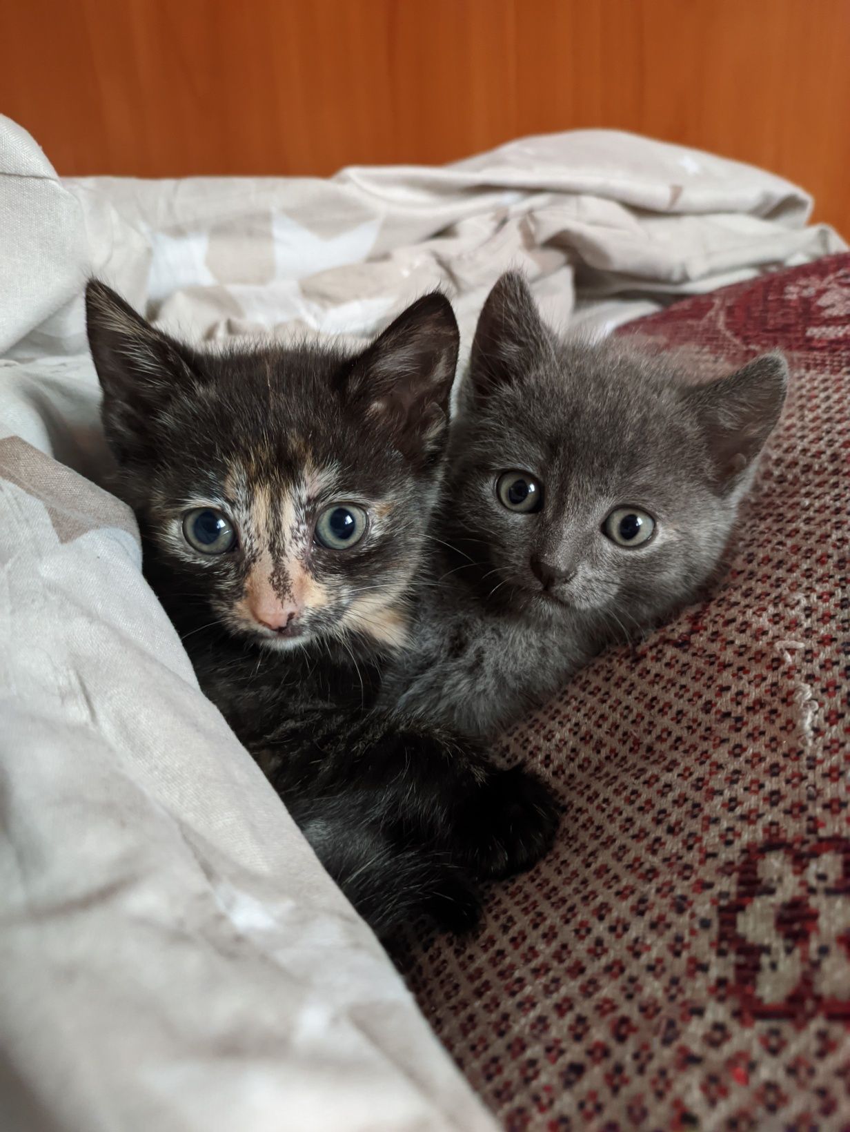 Кошечки в поисках любящих хозяев