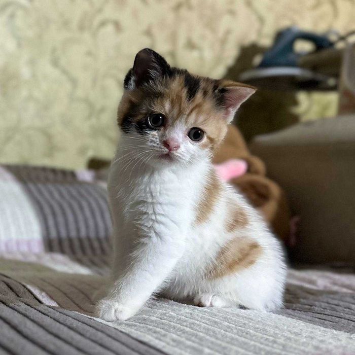 котенок Скоттиш-Страйт девочка