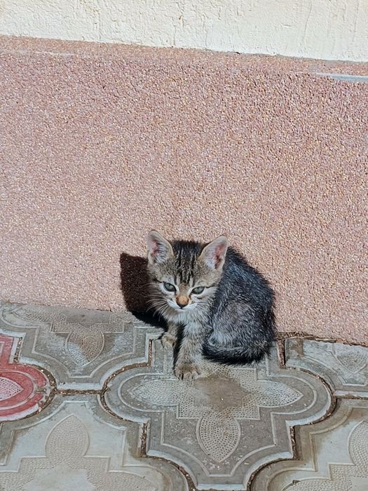 Adopție pisici de curte/casă