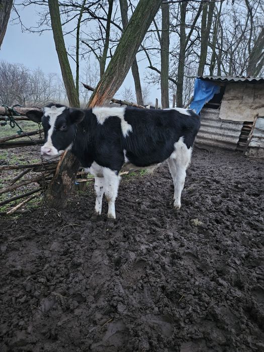 De vanzare doi taurasi