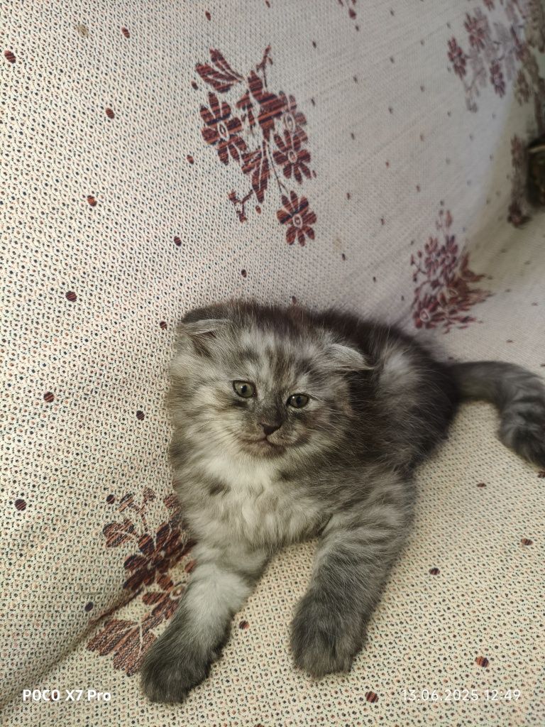 Продаётся скоттиш-фолд