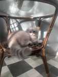 Pisici Scottish Fold