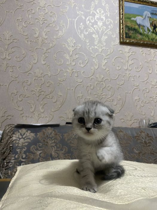 Милые лапуски!!!