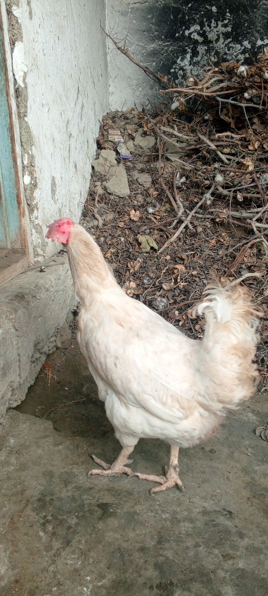 Yaponcha xoʻroz 1  yoshga toʻlmagan holati ideal