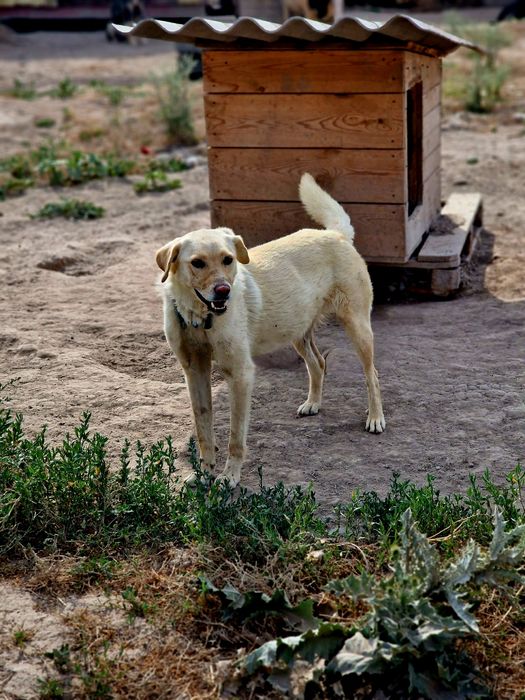 Прелесть из приюта "Хвостатый Рай"