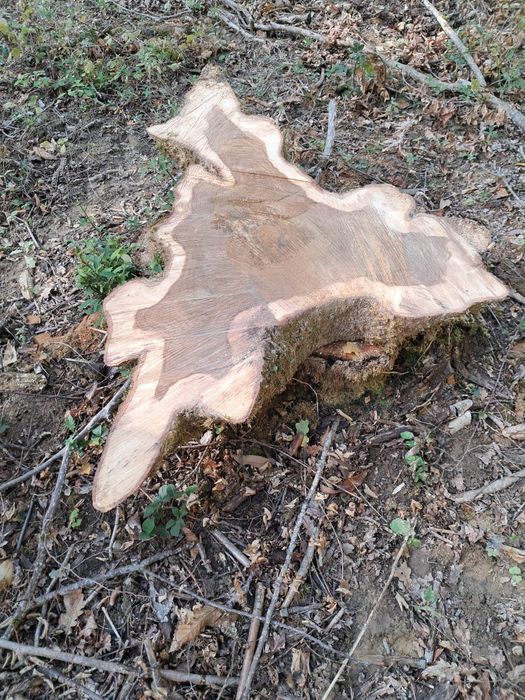 Rondele proaspete de stejar