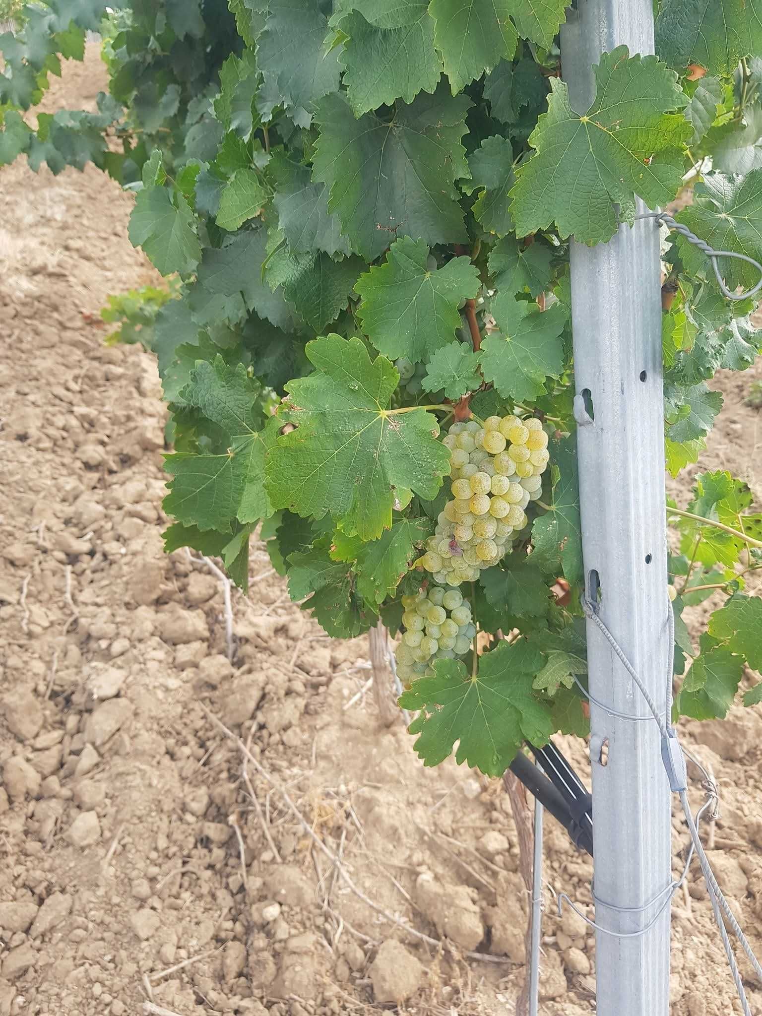 Продавам грозде качествени сортове