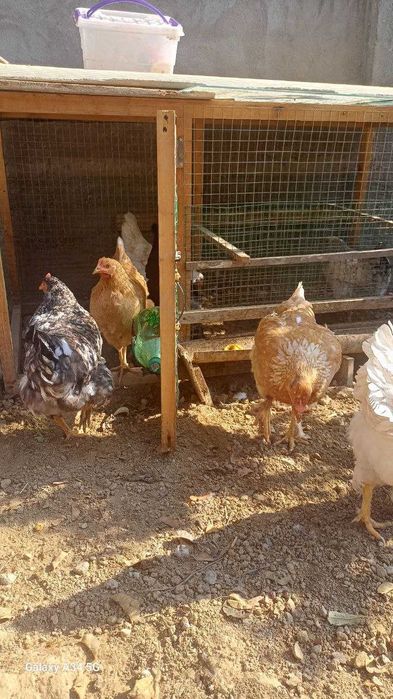 Срочно продаётся курицы и петух