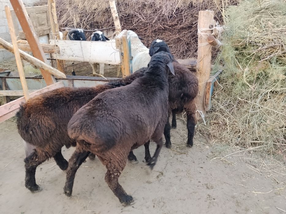 Yaxshi  suyagi butun  gavdasi yirik qochqorlar