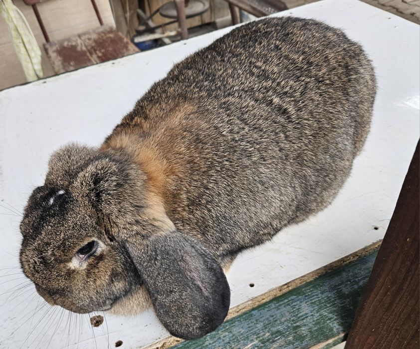 Iepure Berbec German