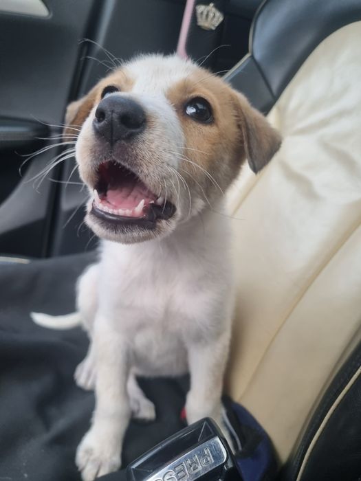 Donez catelusa de 3 luni