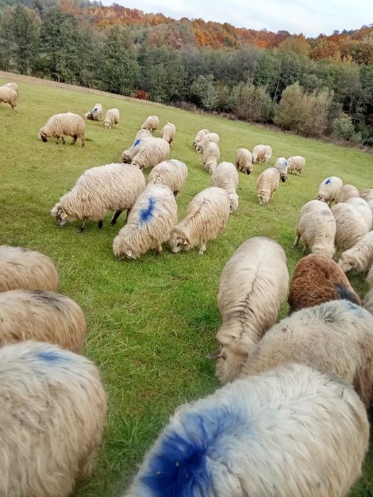 Vând oi țurcane si mioare
