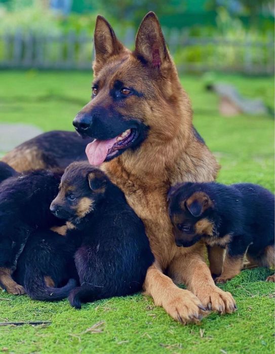 Продам щенков немецкой овчарки