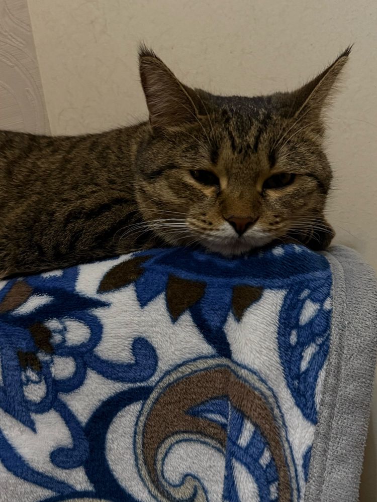 Кошку 1 годик бесплатно