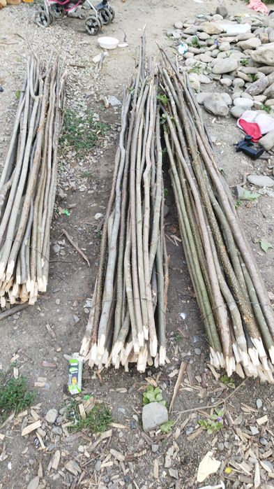 Araci de alun  de vânzare