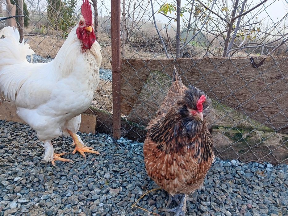 Oua pt incubat de la pasarile din imagini