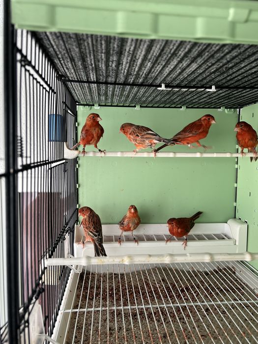 Canari de vanzare