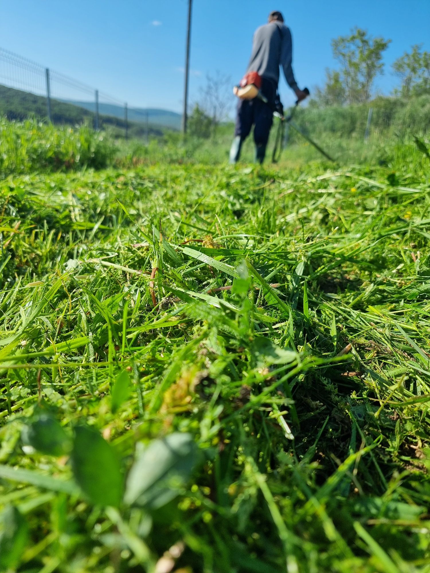 Servicii peisagistica și întreținere grădini