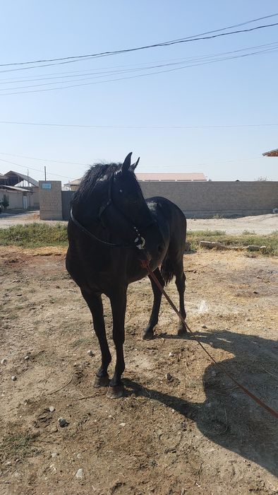 Uloqchi ot qorabayir