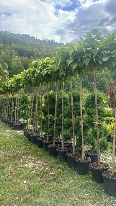 Mesteacan Artar Castan Salbatic Artar Norvegian Fag Arbore de fier etc