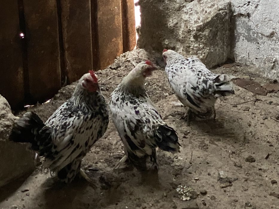 Cocosei mii de flori