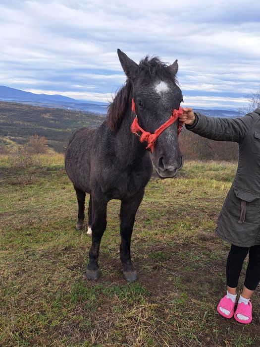 Vând manza și un manz