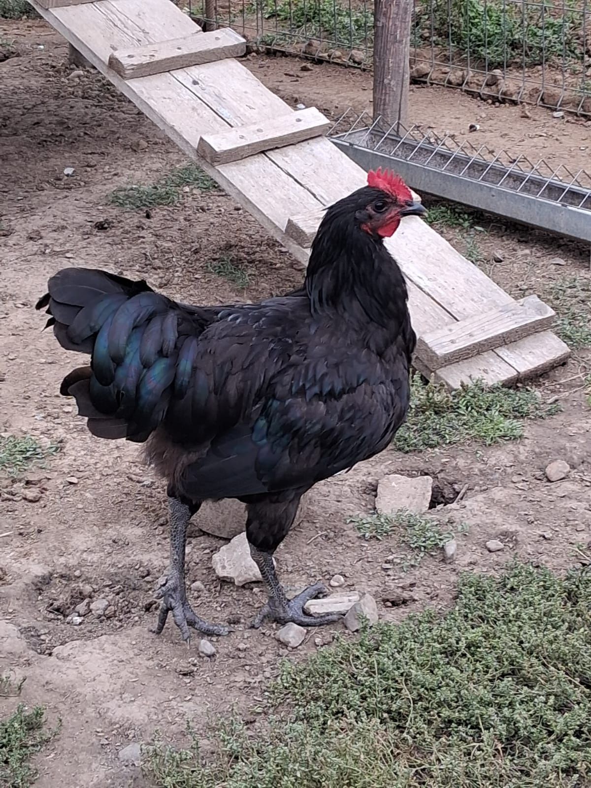 Vând găini austrolop