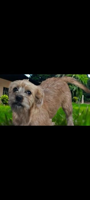 Yorki  Terrier  -Border.