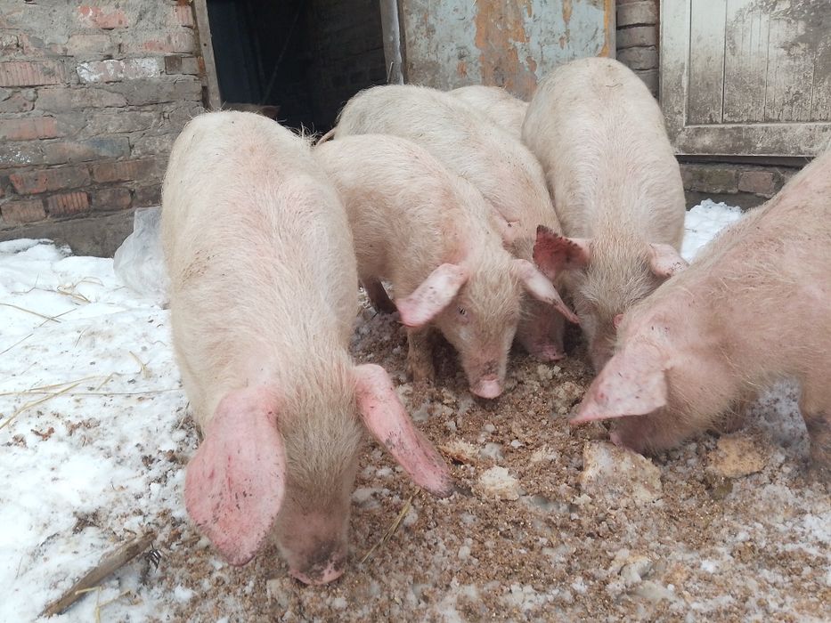 Продам поросят 3.5 месяца