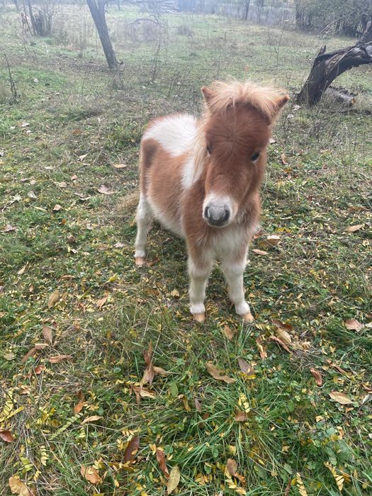 Pui de ponei de vanzare