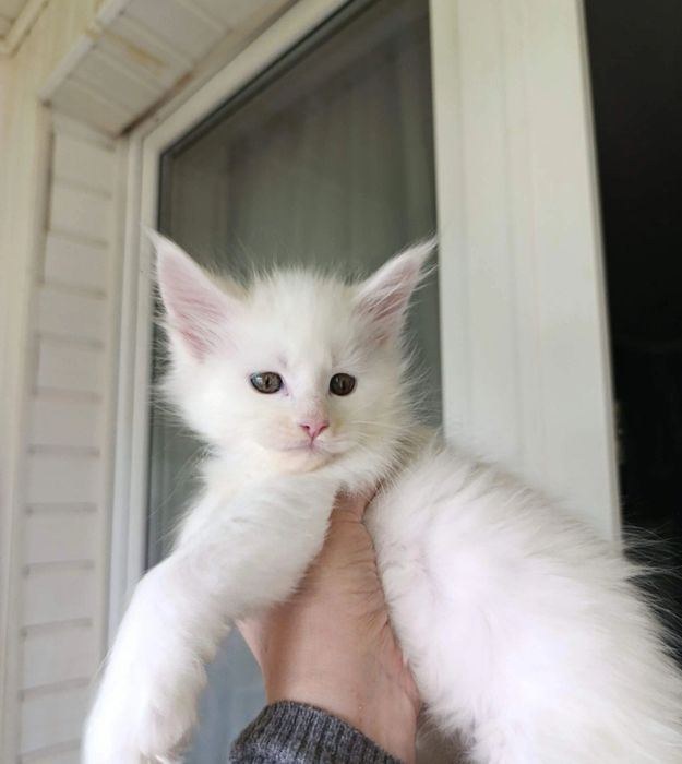 Котята Мейн куны мальчики