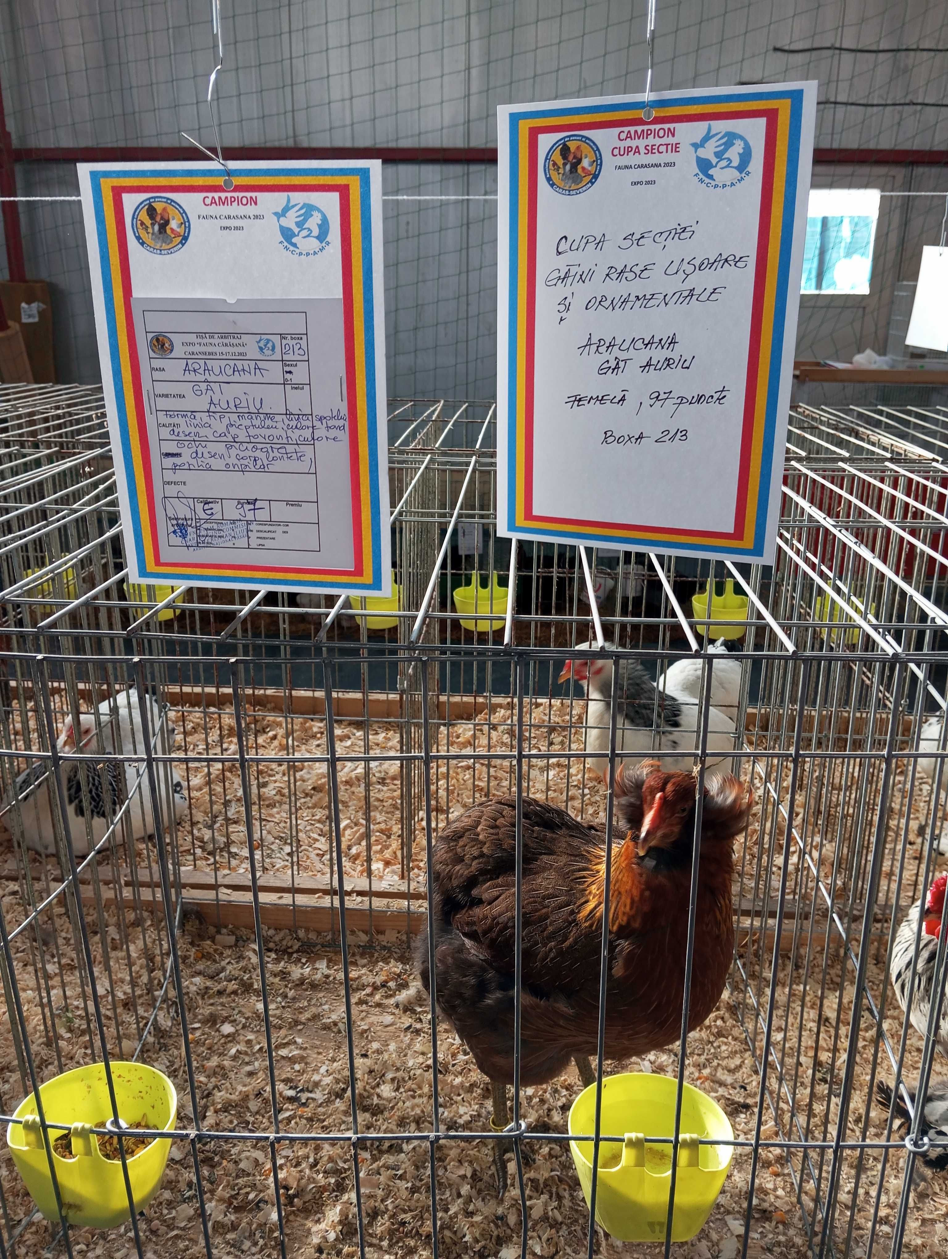 Pui Araucana Gat Auriu
