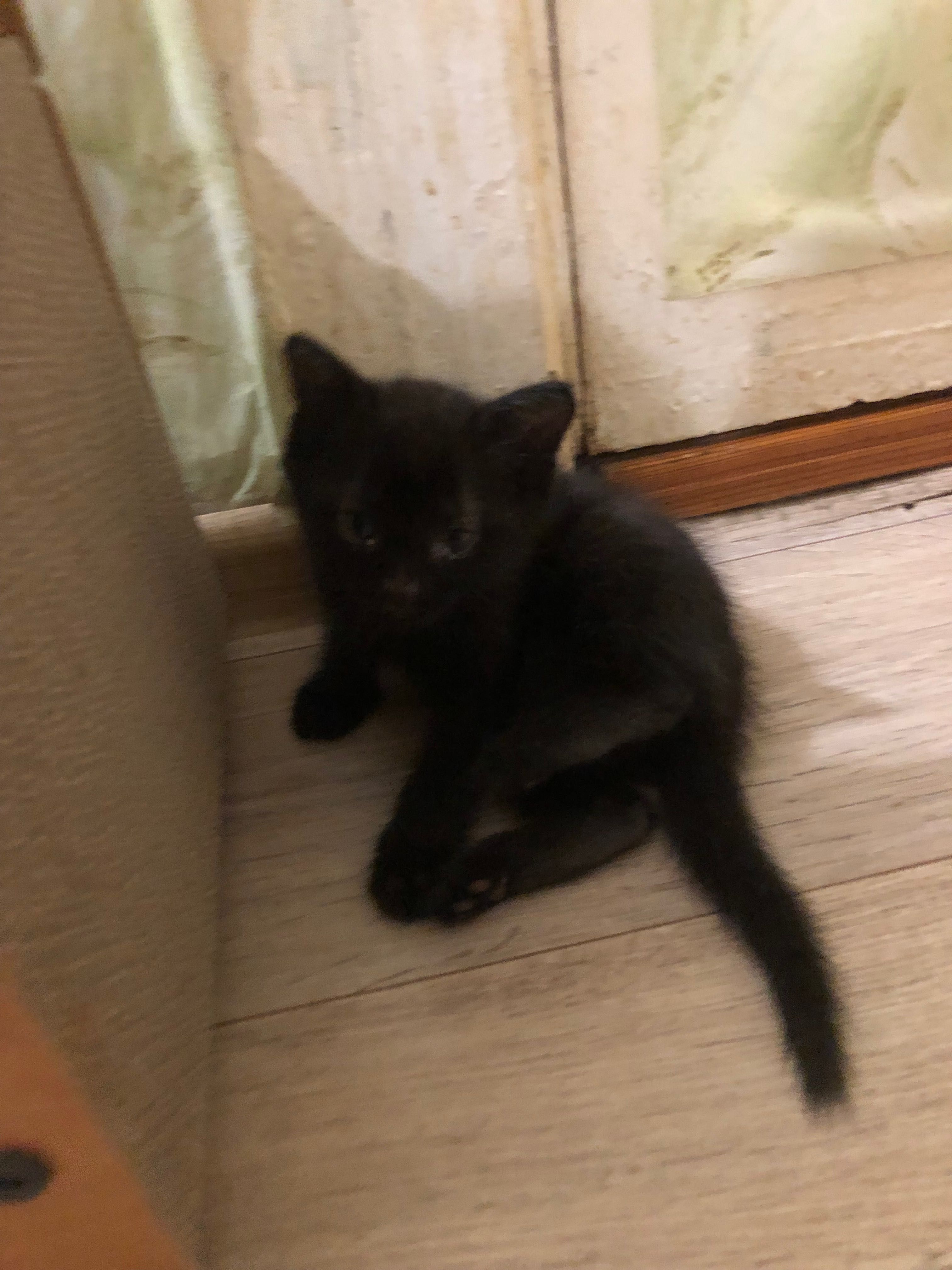 Отдам котят в добрые руки