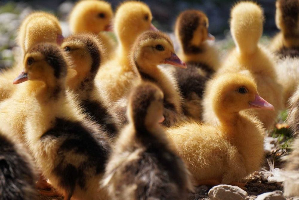 Pui rațe leșești (mute)