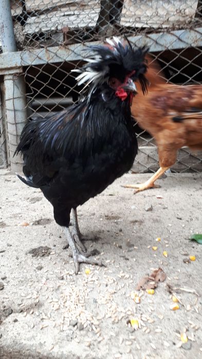 Moțat olandez matur