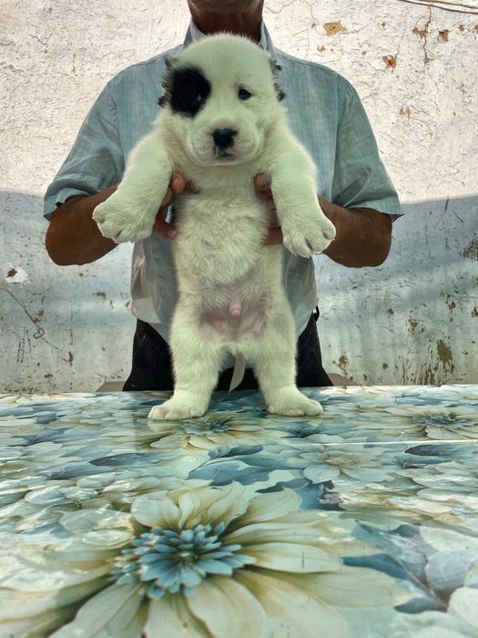 Щенок Алабая ( туркменский ) чистокровный