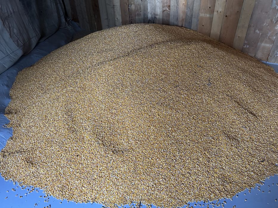 Porumb Boabe , Graunte productie 2025 Bobul de Aur