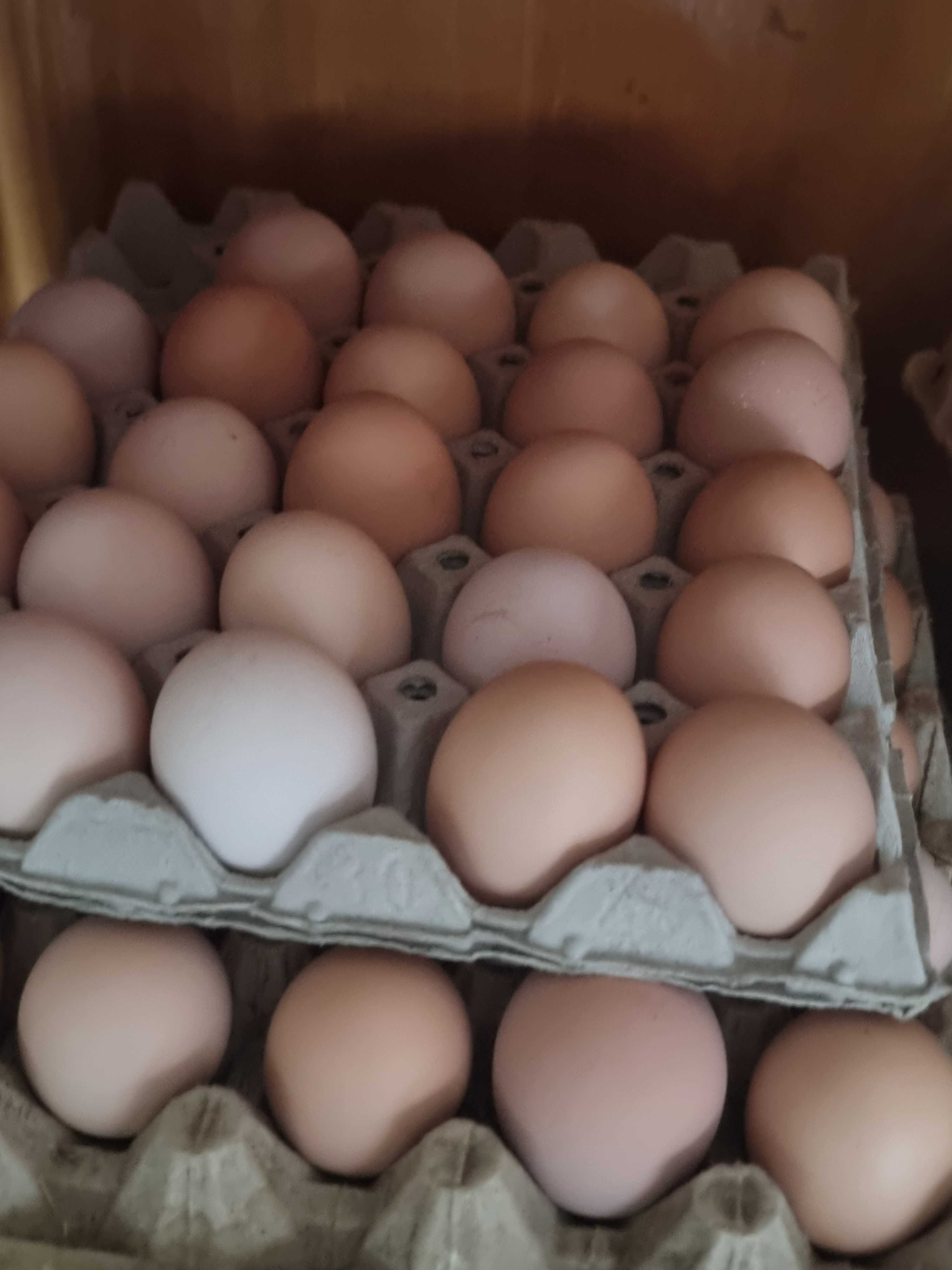 De vânzare ouă de găină de țară