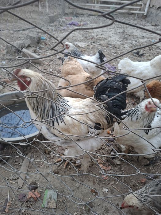 Brama tovuqlar optumga