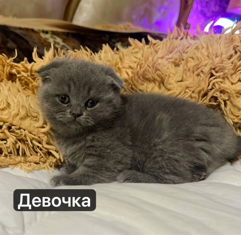 Милые котята