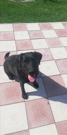 Найдена собака пароды лабрадор