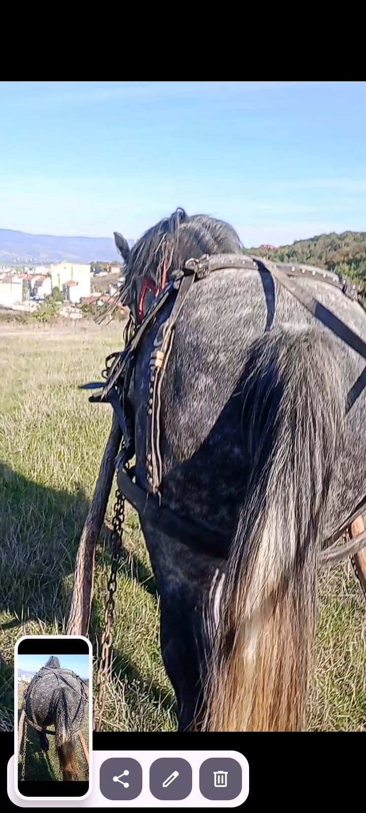 Vănd iapă de5 ani cuminte