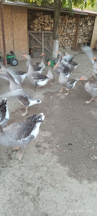 Gâște de vanzare