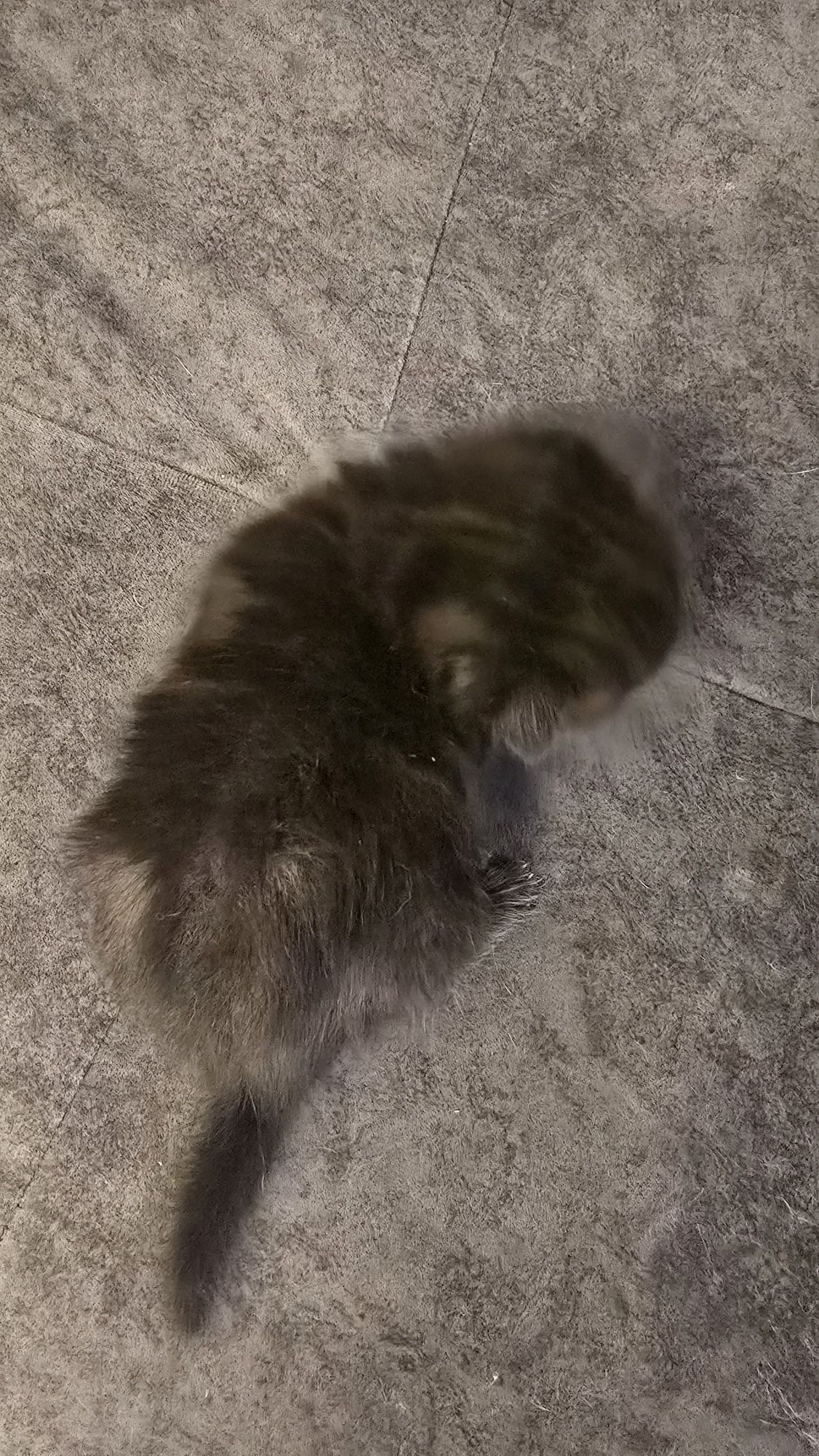 Продаю котят скотиф фолд