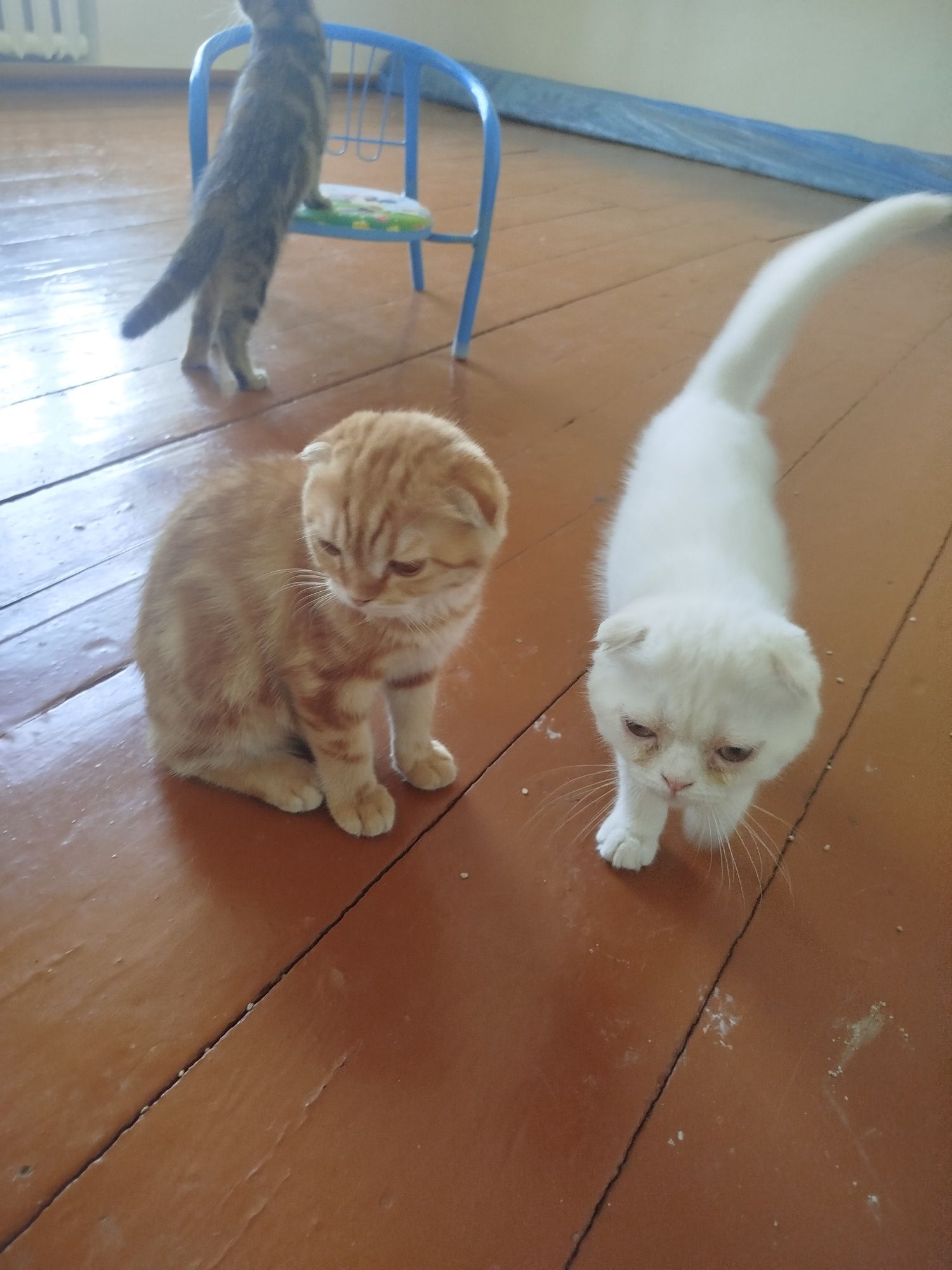 Котята очень милые