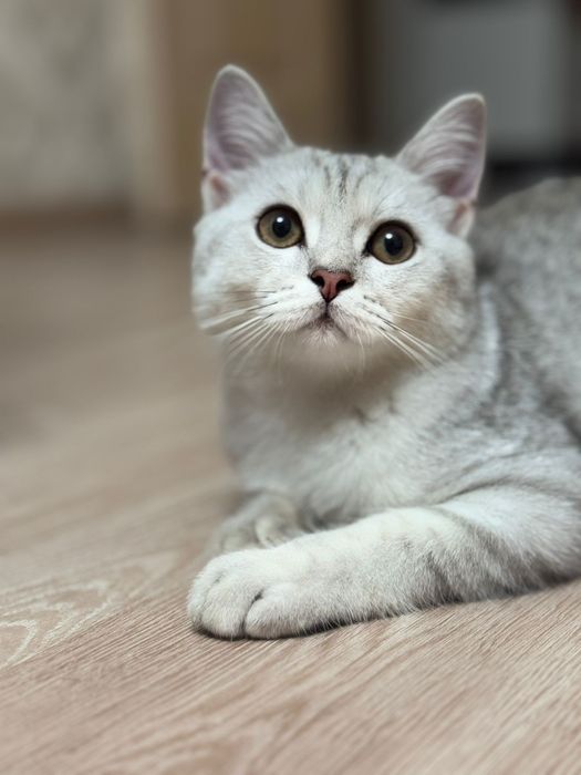 Котята серебристая шиншила
