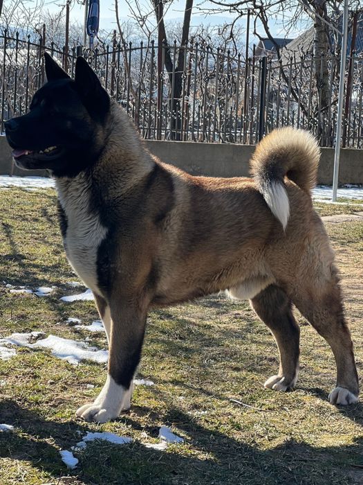 Akita American/Pedigree