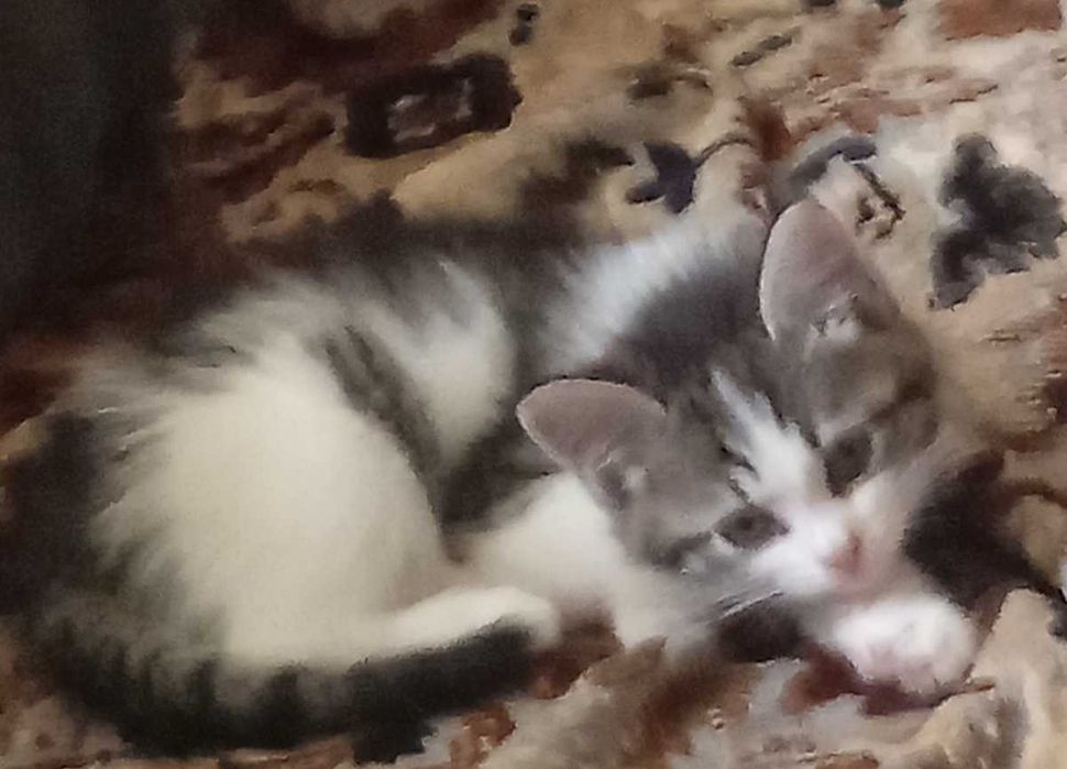 Домашние коты и котята