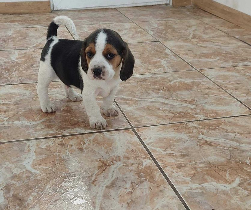 Куче порода Бигъл